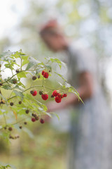 Close up of raspberries on bush