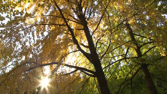 Roma, Italia. Villa Pamphili. Autunno. 