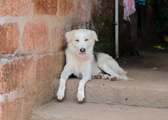 A dog sitting on the street resting