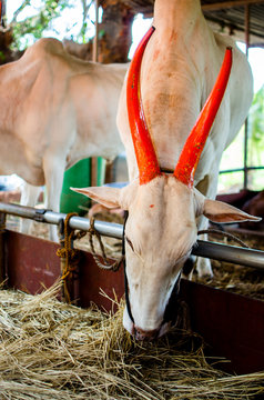 Oxen Bullock Tied to A Rope