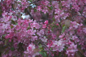 Sacura, Blooming Garden Background, Pink Apple Tree, Selective focus
