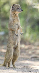 Yellow Mongoose stand up straight on the Kalahari desert sand in shade