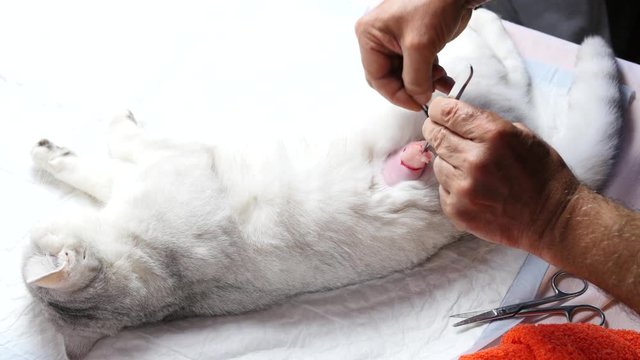 Operation to remove excess fat from a cat