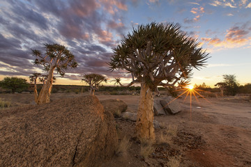 Landscape of a Quiver Tree with sun burst and thin clouds in dry desert artistic conversion
