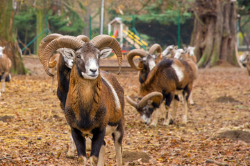 mouflon living in the park