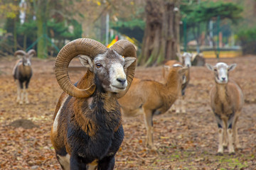 mouflon living in the park