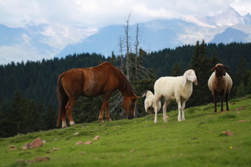 Bergweide mit Pferd und Schafen