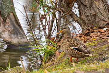 Wild duck on the shore of the lake