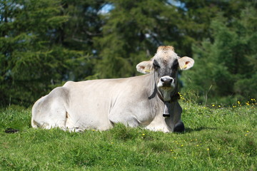 Kuh im Gras