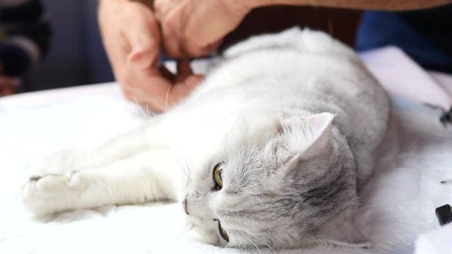 The cat is operated under anesthesia