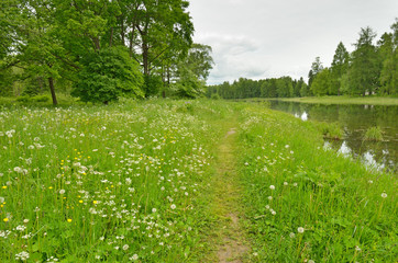 Summer natural landscape.