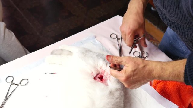The surgeon makes a cat cavity operation
