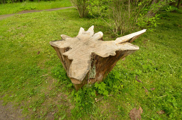 A rotten tree stump in the woods.