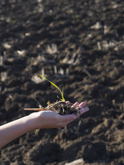 Woman's hand holding a young plant on soil background