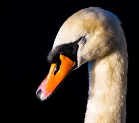 Schwan 