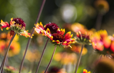 Yellow margarita flower in bloom