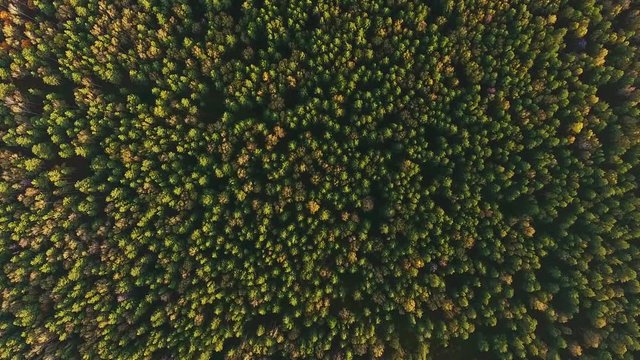 Texture of a green treetops: aerial view of summer forest. Siberia, taiga from bird-eye view: bright nature and soft tree top. Top view: forest and trees at summer time with good weather.