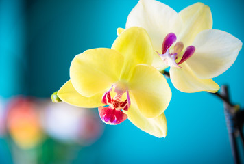 Orchids in bloom
