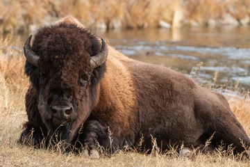 Rucksack Bull bison near the Firehole River in Yellowstone National Park © mtnmichelle