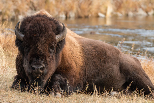 Bull bison near the Firehole River in Yellowstone National Park