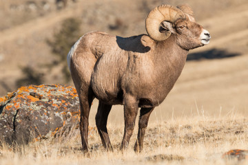 Bighorn ram in Yellowstone National Park.