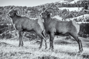 Bighorn rams in Yellowstone National Park