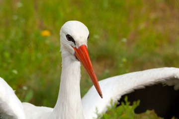 White stork conceptual bird portrait closeup. Reservation Askania Nova, Ukraine