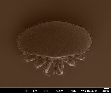 Varroa destructor bee parasite - an electron scanning microscope photo - Magnification 55x