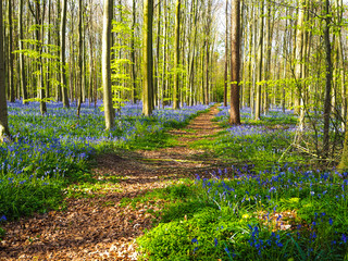 A straight path leading through a vibrant blue and purple carpet