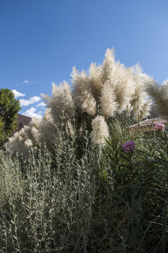 Gynerium argenteum-Cortaderia selloana-Erba della Pampa