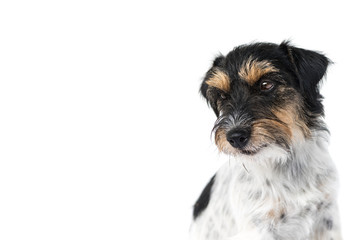 Jack Russell Terrier, hair style rough -  Cute dogs portrait from white background - isolated