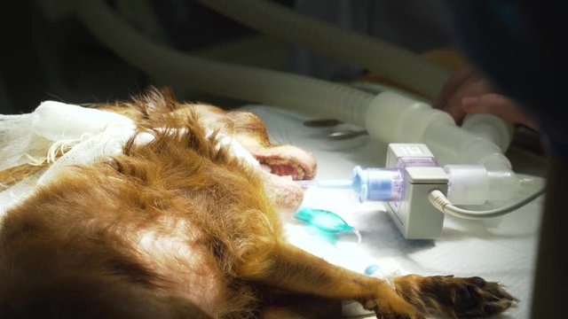 Veterinarian surgeon does an internal anesthetic for a dog in a veterinary clinic. Anesthesiologist prepares the dog for surgery.