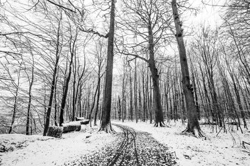 Winter scenery of a forest covered in snow