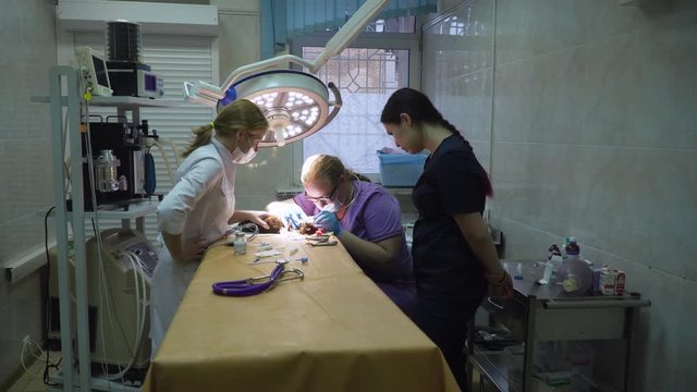 Dentist vet treated teeth, the animal is under anesthesia in a veterinary clinic. Veterinary stomatology, cleaning teeth from plaque and stone. Dog is having a teeth clean on the surgical table