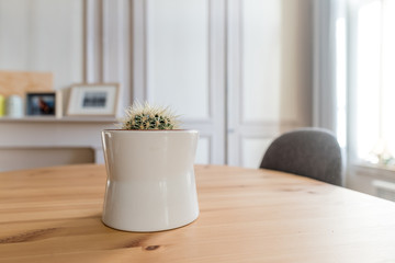 Fototapeta na wymiar Cactus on a wooden table 