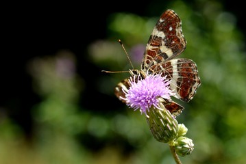 butterfly on a flower