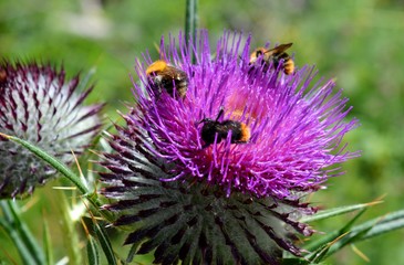 Bumblebee on the flower