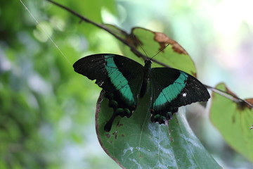 Farfalla verde smeraldo di Swalloìwtail con una ragnatela vicino all'ala