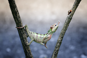 Chameleon on branch