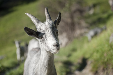 Ziege, sehr nahe, mit grauem Fell, Capra Grigia