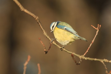 blueberry on a branch in the park
