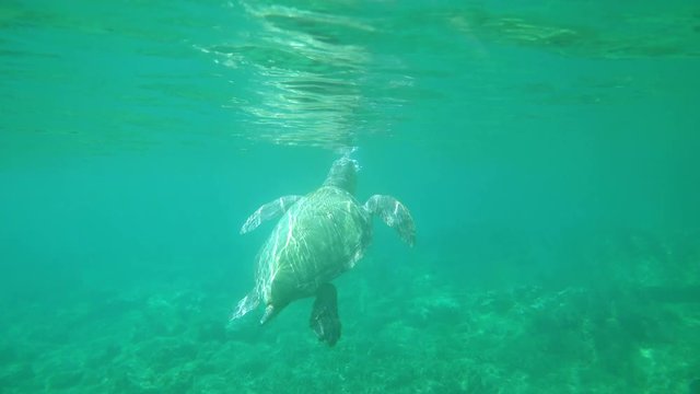 Large sea turtle swimming in blue sea under the water surface. Sea turtle swimming in crystal clear ocean lagoon with tourists on a beautiful sunny day. 