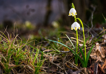 Beautiful blooming of White spring snowflake flowers in springtime. Snowflake also called Summer...