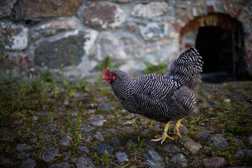 noruega