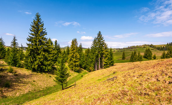 spruce forest on rolling hills in springtime countryside. beautiful nature scenery with green grass and a blue sky