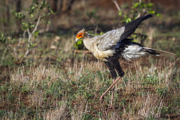 Secretary bird in Kruger National park, South Africa