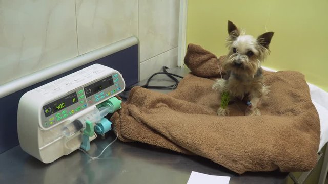 Dog with an intravenous infusion drip in a vet at the clinic. Dog with iv catheter, cannula in vein taking infusion. Syringe driver or syringe pump is a small infusion pump for intravenous injection