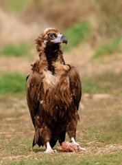 The majestic black vulture