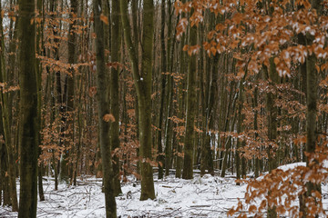 snow in the forest