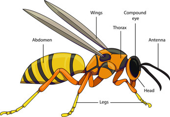 Vector illustration of an insect. Diagram with labeled parts of a wasp. © MariLee